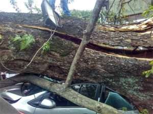 Pohon Tumbang Timpa Pengguna Jalan