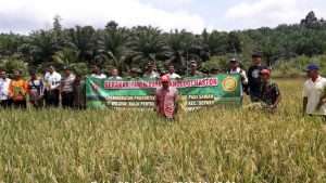 DANRAMIL SEPAKU PANEN RAYA DAN PENGUBINAN