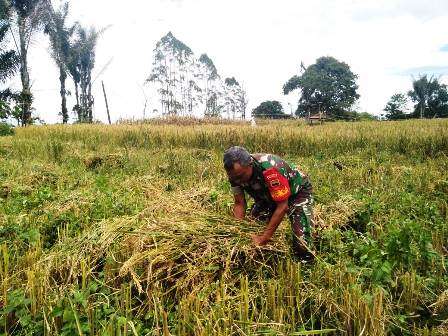 Babinsa Koramil 07/Salak Bersama Petani Panen Padi gogo
