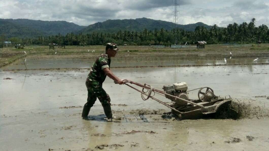 Persiapan musim tanam pagi,  Babinsa  Koramil 02/Kota Sidempuan kembali ke sawah