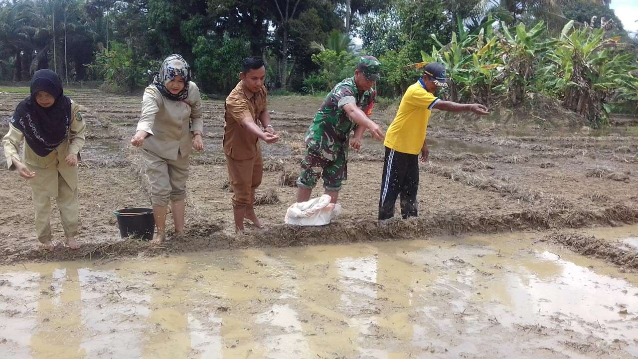 Babinsa Koramil 08/Barumun bersama PPL bantu penyamaian padi milik petani