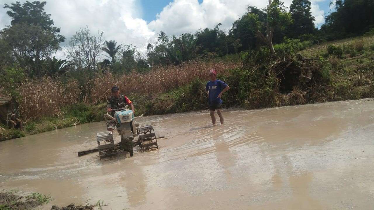 Babinsa  Koramil 01/Sumbul Bantu Petani membajak