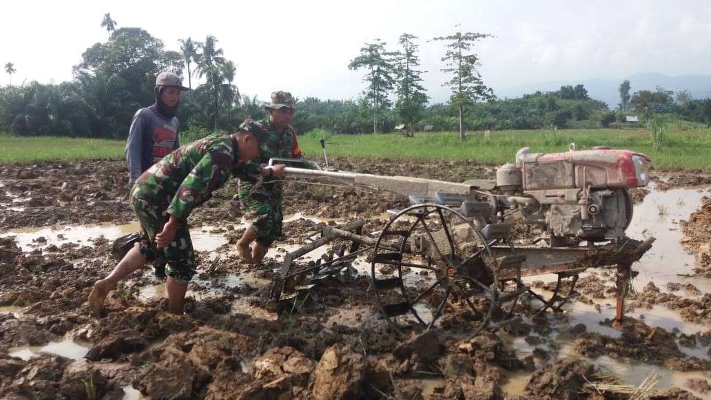 Semangat Babinsa Koramil 09/Sosa terjun ke sawah bantu petani