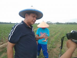 Tanaman Jagung Diserang Hama Ulat, Pemerintah Segera Berikan Solusi Kepada Petani