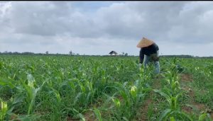 Terancam Gagal Panen, Petani Jagung Lamteng Harapkan Perhatian Pemerintah