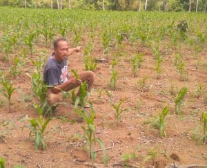 Diserang Hama Ulat, Petani Jagung di Lampung Tengah Terancam Gagal Panen