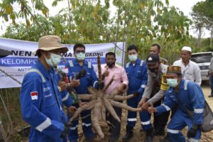 HASIL PANEN UBI KAYU PETANI BINAAN MEDCO E&P DIMINATI PRODUSEN