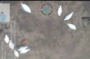 Diduga Tercemar Limbah Industri, Ribuan Ikan Mati di Sungai Desa Sering
