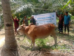 Idul Adha Ini Medco Kembali Bagikan Puluhan Hewan Kurban