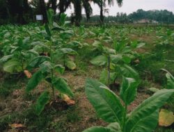 Terkait Dana DBH-CHT Ini Tanggapan Kadis Perternakan Dan Perkebunan Aceh Timur