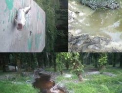 Satu Minggu Sungai Kiab Jaya Tercemar Limbah, Ikan Sudah Cukup Banyak yang Mati