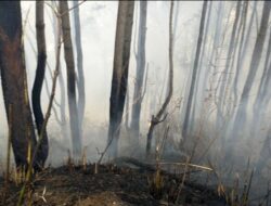 Kebakaran Lahan Rutin Tiap Tahun, Perlu Perhatian Khusus Selamatkan Kawasan Danau Toba