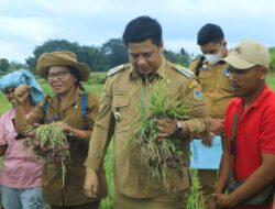 Vandiko Gultom Relakan Masa Mudanya Mengabdi Di Samosir