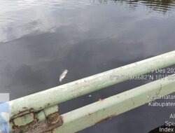 Masyarakat Resah, Ikan Sering Terlihat Mati Mengapung Dipermukaan Sungai Suak Tigo, Di Sekitar Kanal Pembuangan Pabrik RAPP