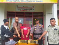 Layak Diberikan Apresiasi, Kurir Daun Ganja Kering Dengan Barang Bukti 1.8 Kg Ditangkap Personil Polsek Tambusai