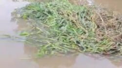 Sampah Rumput Liar di Sungai Pangkalan Kerinci, Kabupaten Pelalawan,Membuat Resah Masyarakat