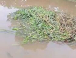 Sampah Rumput Liar di Sungai Pangkalan Kerinci, Kabupaten Pelalawan,Membuat Resah Masyarakat