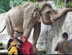 Anggaran Pakan Satwa TMR Naik Fantastis, LSM Gracia: Ada Persekongkolan ‘Rampok’ APBD