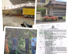 Aneh!!!! Polda Kabar Tangkap Pahala Sihotang Dengan Tuduhan Penadah Sawit Tapi Pencurinya Dibiarkan Bebas