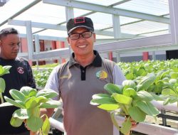 Dukung Program Ketahanan Pangan, Kalapas Blangpidie Panen Sayur Pakcoy