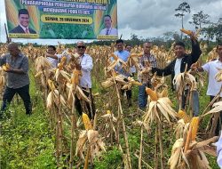 BSIP Kalteng dan Gempita Kalteng Panen Raya di Food Estate Gunung Emas