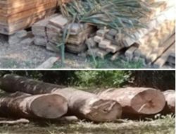 Pembukaan Lahan dan Illog Dihutan Kawasan Kampar, Pelaku Tak Tersentuh Hukum
