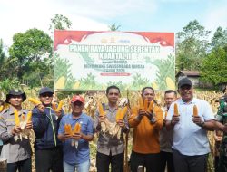 Kapolres AKBP Emil Eka Putra bersama Bupati Rohul, Panen Raya Jagung Serentak Kuartal ll di Dua Lokasi Berbeda