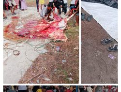 Perumahan Primadona Tahap 1 Laksanakan Kurban 2 Ekor Sapi dan 2 Ekor Kerbau di Hari Raya Idul Adha