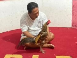 RLF Milik Anggota DPRD DKI Jakarta H. M. Idris Adalah Peternakan Ayam Bangkok, Bukan Tempat Judi Sabung Ayam