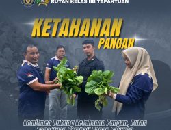 Komitmen Dukung Ketahanan Pangan, Rutan Tapaktuan Kembali Panen Sayuran