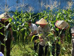 Lapas Calang Gelar Panen Raya Jagung, Hasil Pembinaan Kemandirian WBP